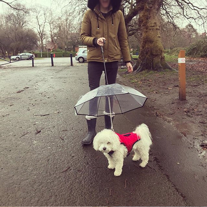 Dog's Transparent Umbrella With Traction Chain Removable Umbrella Pet Products by Ricaloux